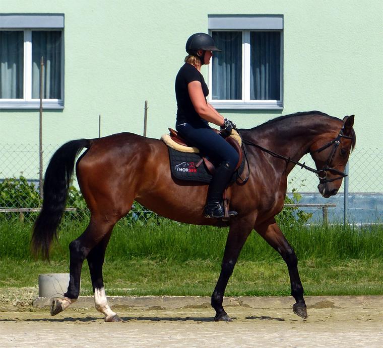 Rider on a bay horse walking towards the camera in a sand arena